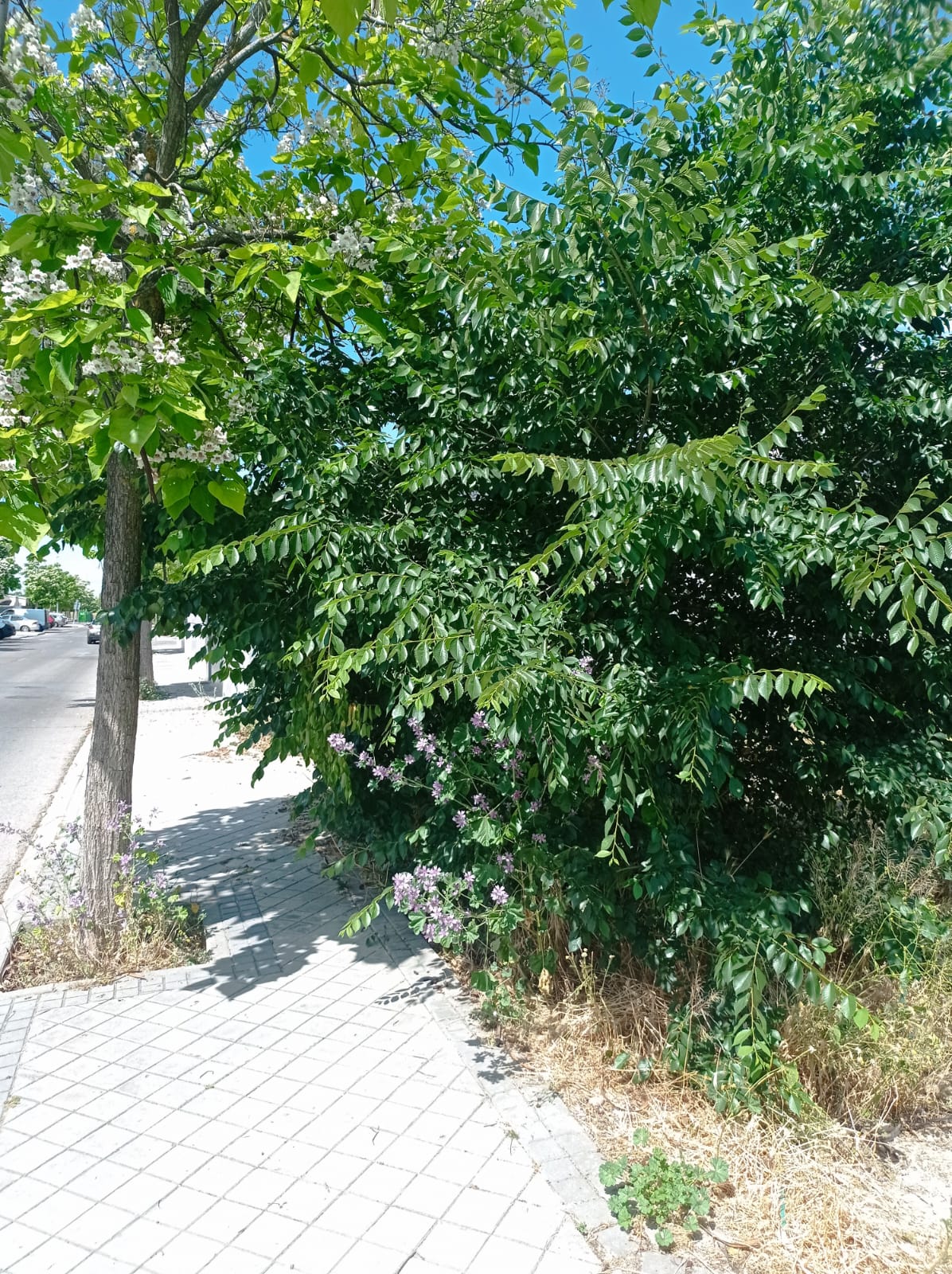 Servicios de jardinería en Ciempozuelos